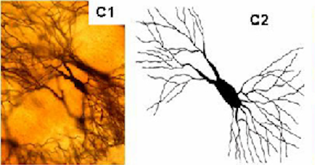 High acetylcholine - rich dendrites